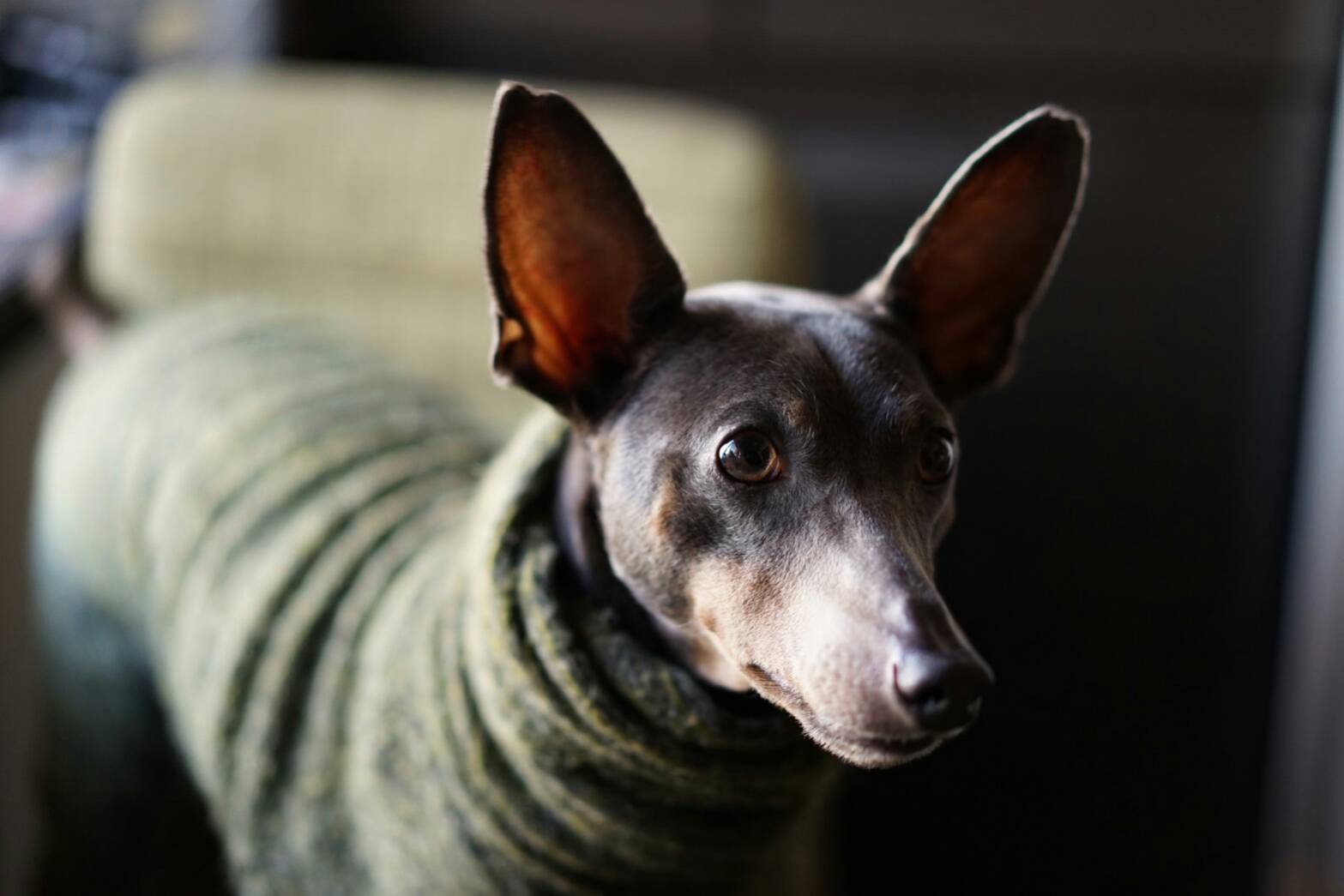 犬服のサイズ感が解りやすい「4枚の写真」をミニピンの碧☆が再現してくれた。「滑稽な風情」に家族の日常が伝わってくる。