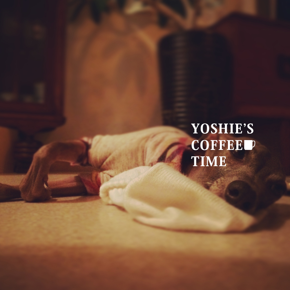 YOSHIE'S COFFEE TIME-「イタグレ骨折治療」から3年が経ち感じたこと。「再骨折予防」のために暮らしの中で心がけていること。