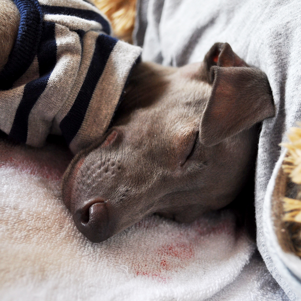 小さくて可愛い"イタグレパピー"の専用服「First wear」をすぐにお届けします。