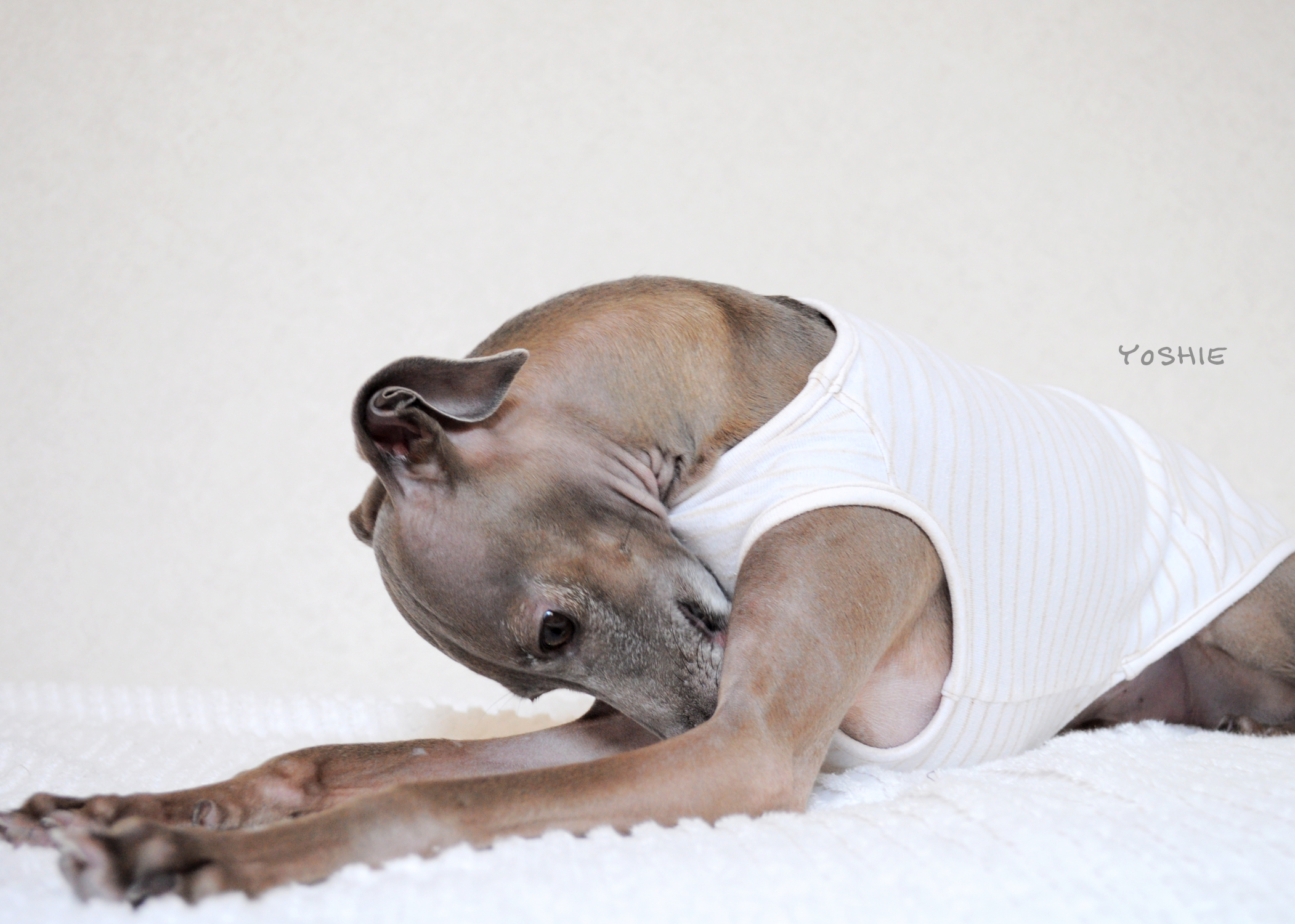 春コレ！私の好きな犬服「カラダに吸い付くように馴染んできた3年目の服」「ありそうで無い、密かに持っていると、かなり便利な存在の一着」「歩く後ろ姿が可愛い服」「ムチッとフィットしたオケツがかわいい服」-YOSHIE’S COFFEE TIME