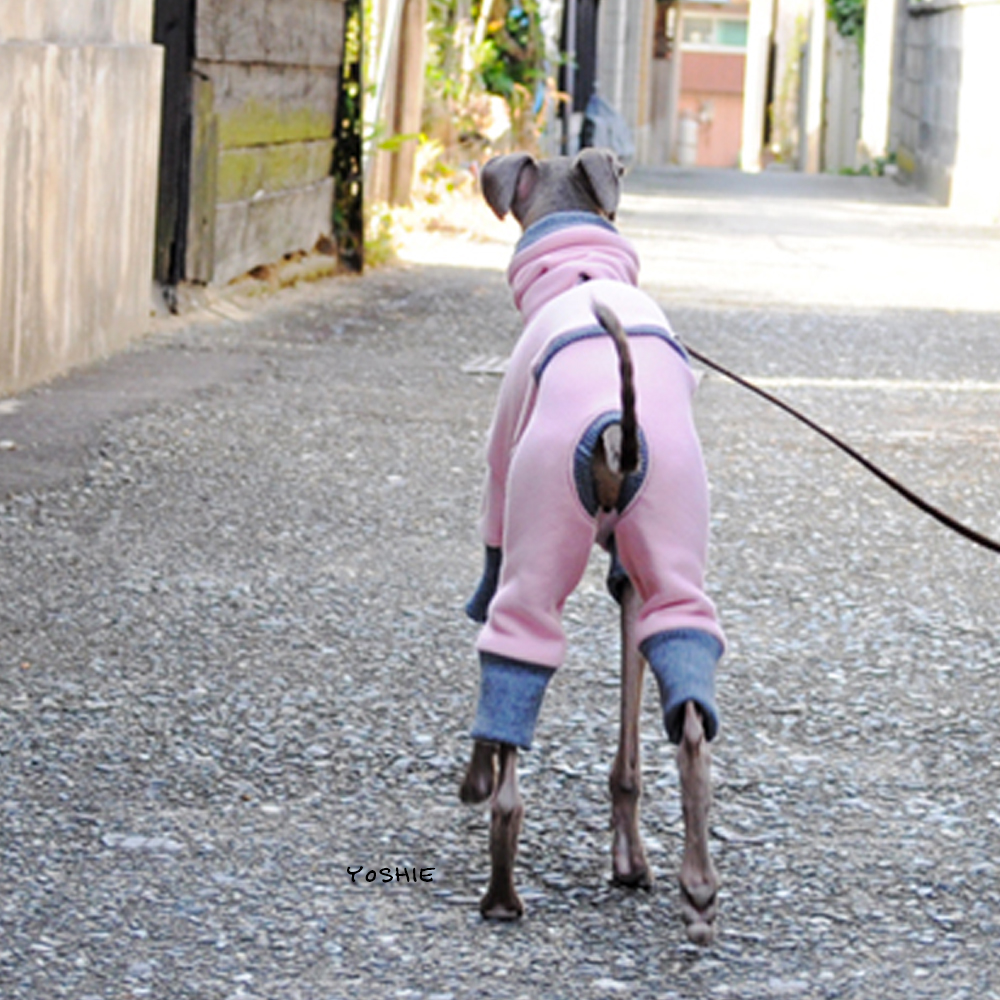 オケツを"プリプリ"させて嬉しそうに散歩するBuono!