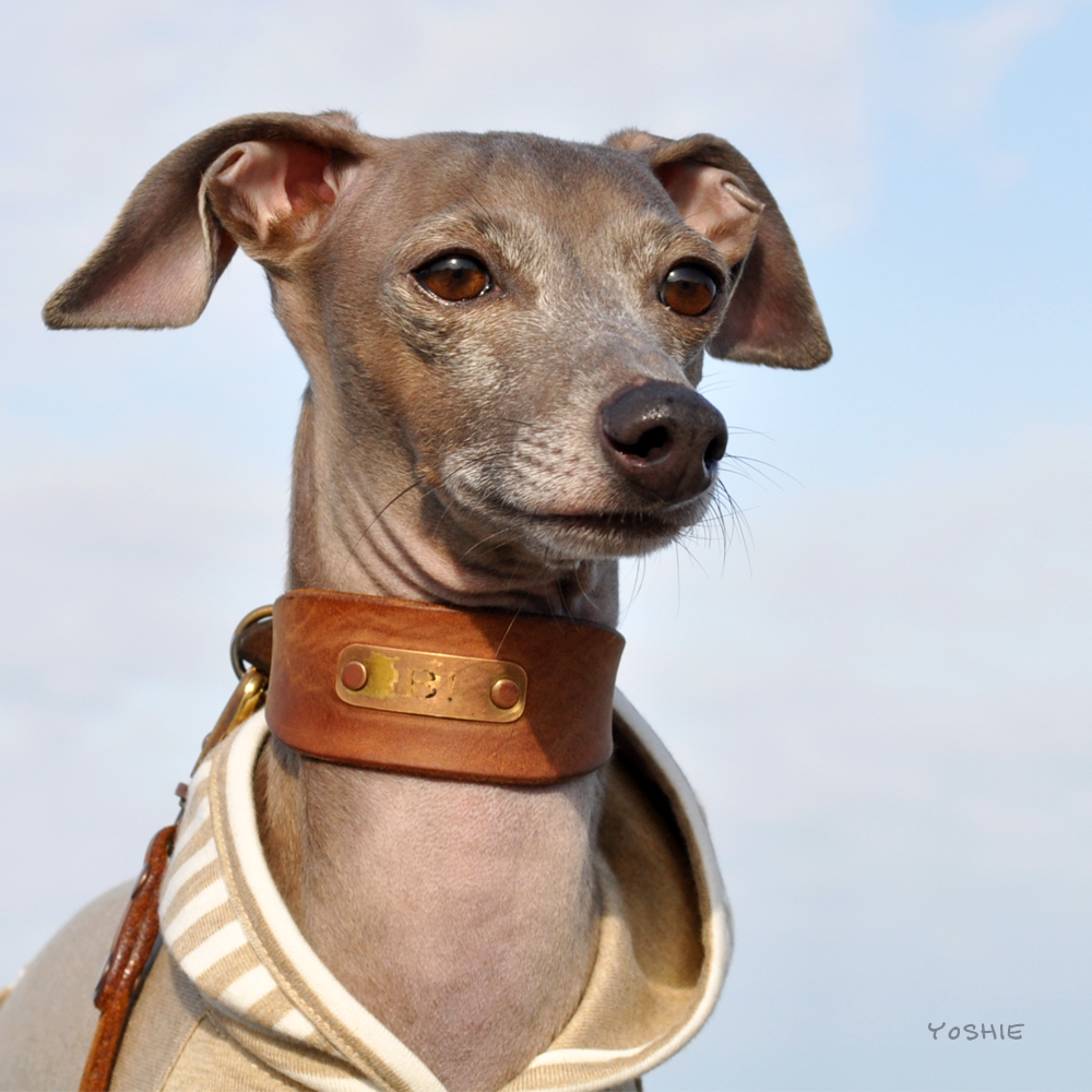 「新作犬服」もうすぐ春だね。「キレイな綿100%の杢天竺ニット×カンガルーポケット」を着てどこ行こう。