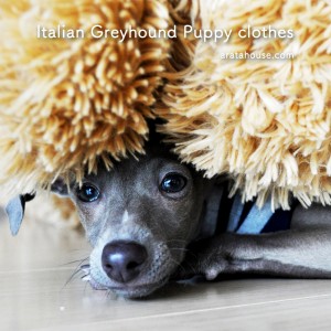 小さくて可愛い"イタグレパピー"の専用服「First wear」をすぐにお届けします。