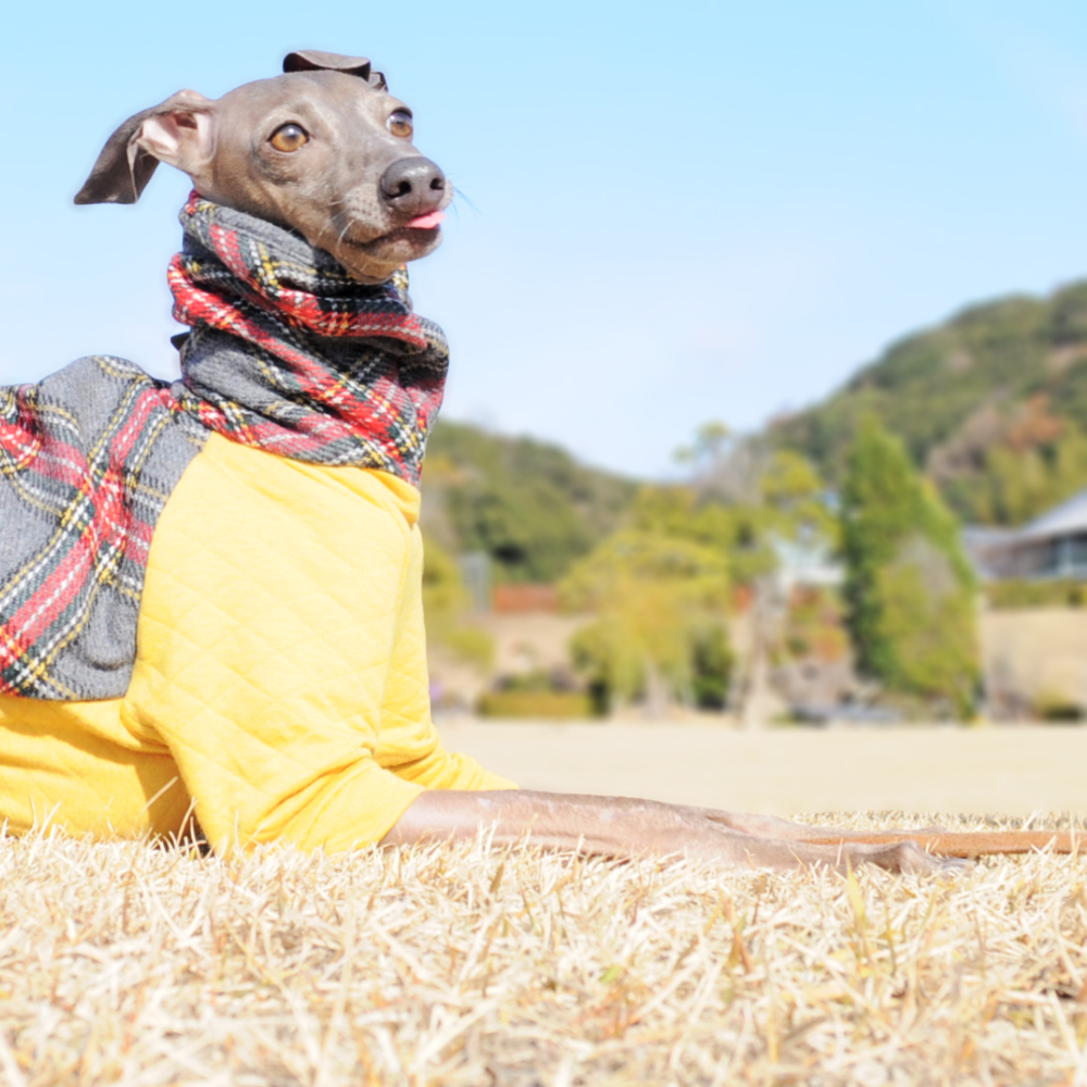 クンクンキョロキョロ