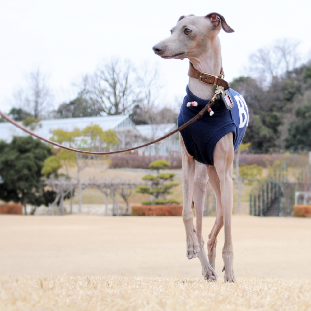 生きてる犬はあかんでぇー。ぬいぐるみ飼ったらいいねん。