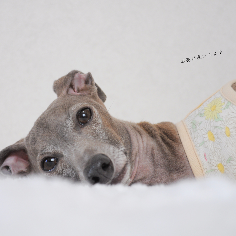 犬服｜お花が咲いたよ♪｜スムースニットデイジー柄｜選べる４タイプ×４カラー（イエローのお花/ピンクのお花）