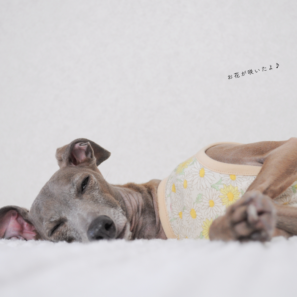 犬服｜お花が咲いたよ♪｜スムースニットデイジー柄｜選べる４タイプ×４カラー（イエローのお花/ピンクのお花）