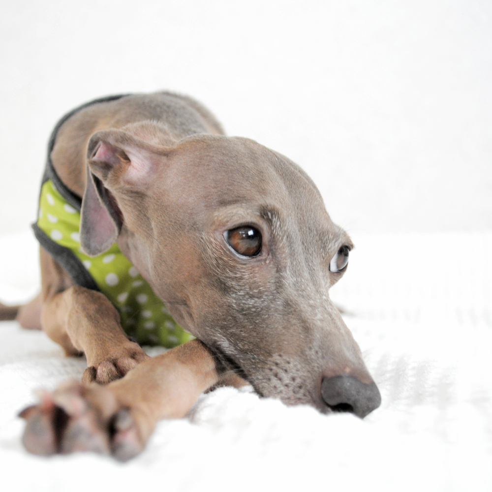 里芋の煮っころがしを作りながら、アマゾンプライムの映画を見ていたら。