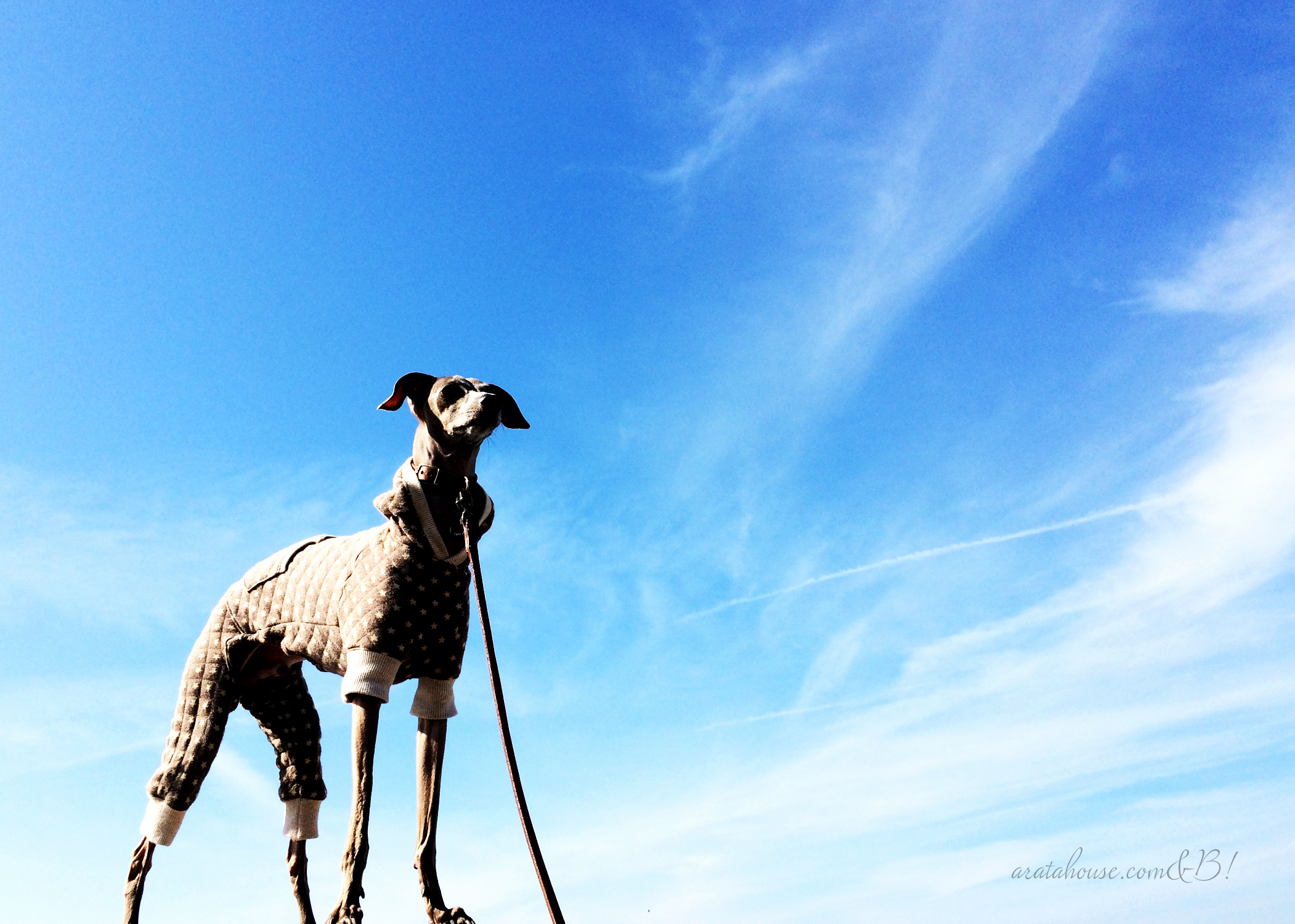 空からパンが降ってきた！！！