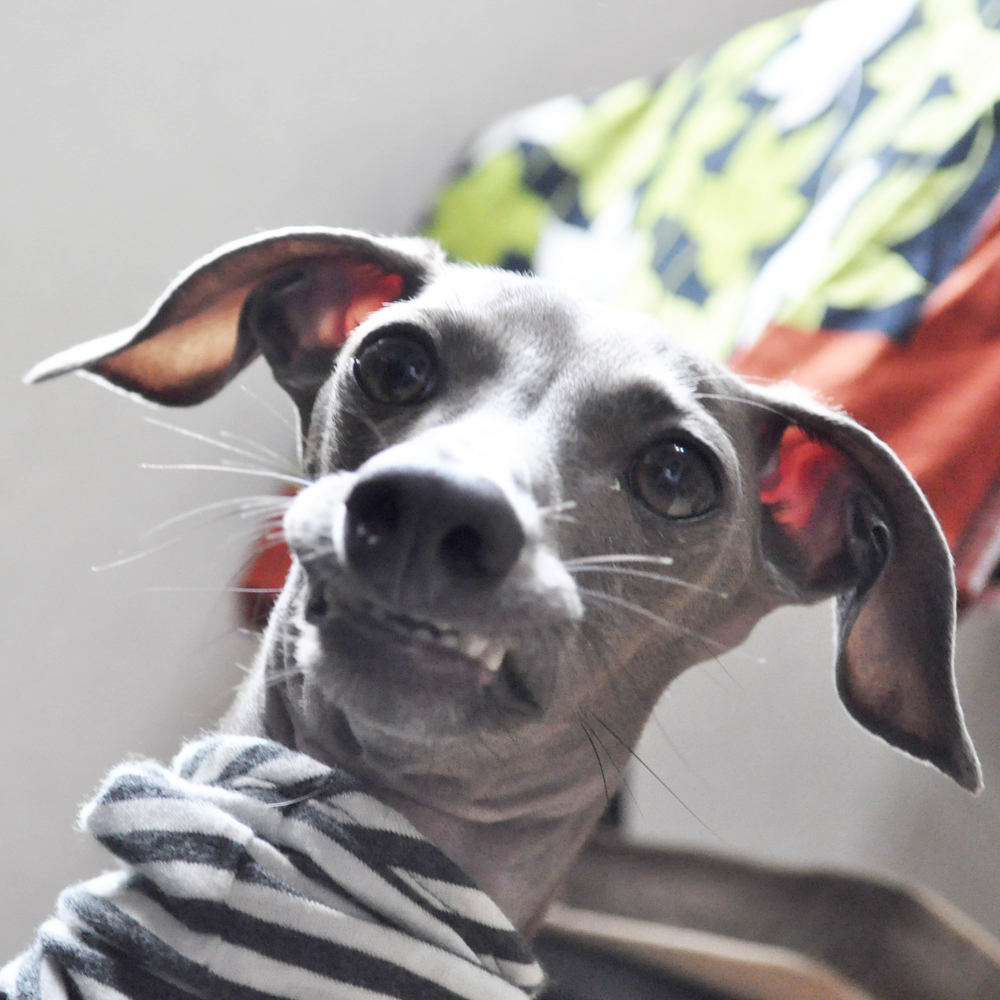 口にまだフード入ってるでしょって状態でトイレに直行。。。。って