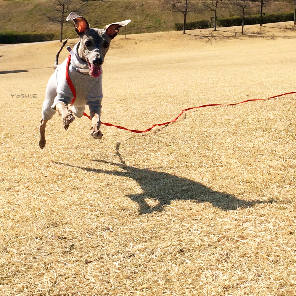猛スピード！！目ギラギラ"""