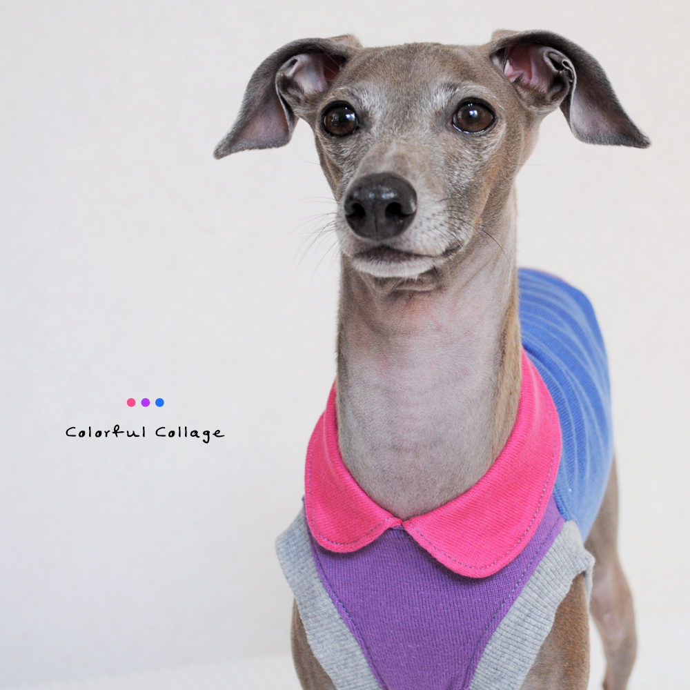 犬服｜Colorful Collage｜選べる４タイプ×自由に選べる配色（ピンク×パープル×ブルー）「丸襟カスタマイズ可能」