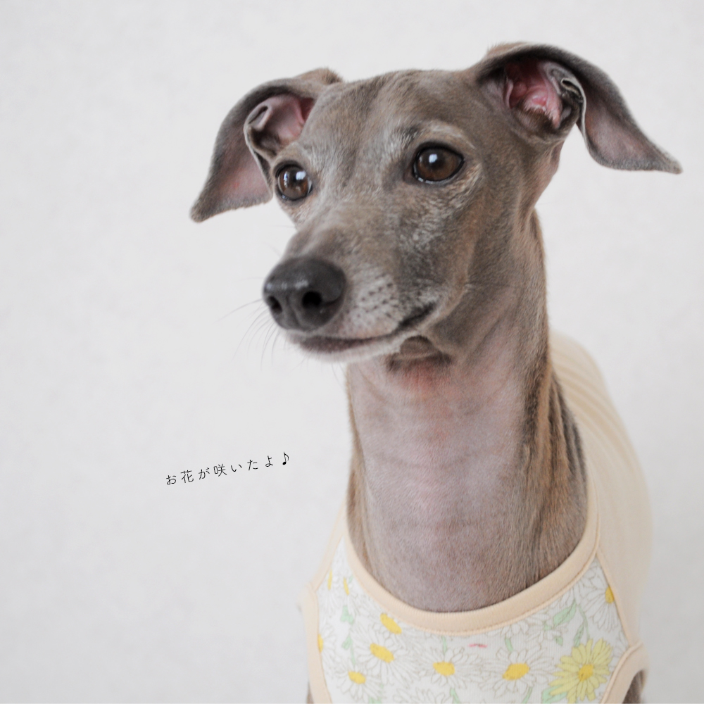 犬服｜お花が咲いたよ♪｜スムースニットデイジー柄｜選べる４タイプ×４カラー（イエローのお花/ピンクのお花）