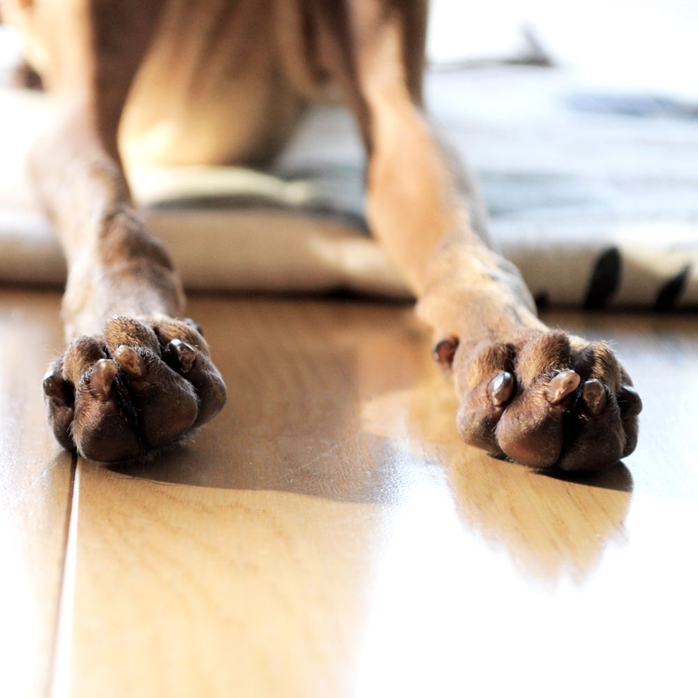 ドックサロンのお兄さんに教えてもらった！愛犬の爪切り３点セット「イタグレBuono!のお爪事情」