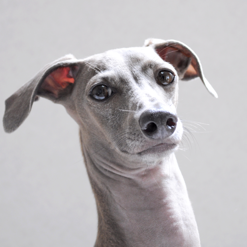 犬服を製作する時に私が心がけていること。