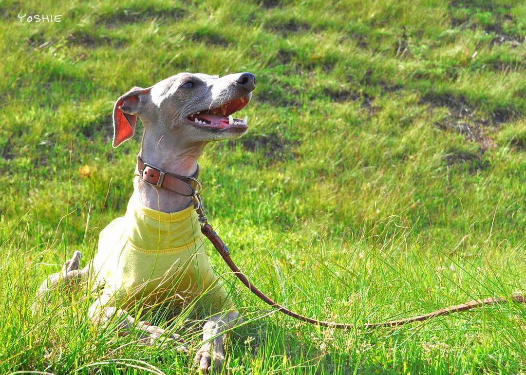 年齢と共に変化する愛犬。だから無理のない生活を心がけようと、改めて感じた出来事。
