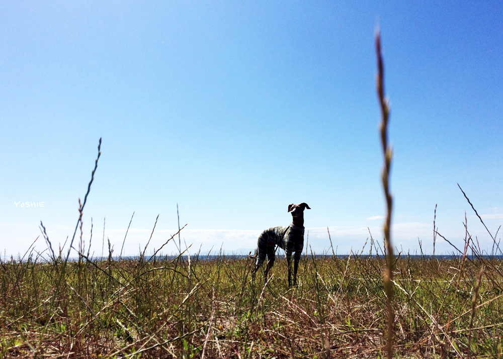 「淡路島の暮らし」七輪を持って海辺で気軽にのんびり、そんな気分。