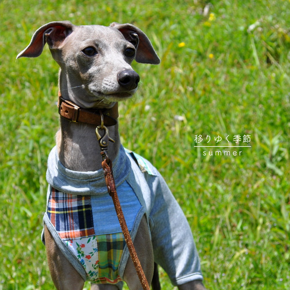 「新作犬服」春野菜が美味しい季節になりました♪移りゆく季節 -summer-｜パッチワークインド綿 × 接触冷感クールマーベラス