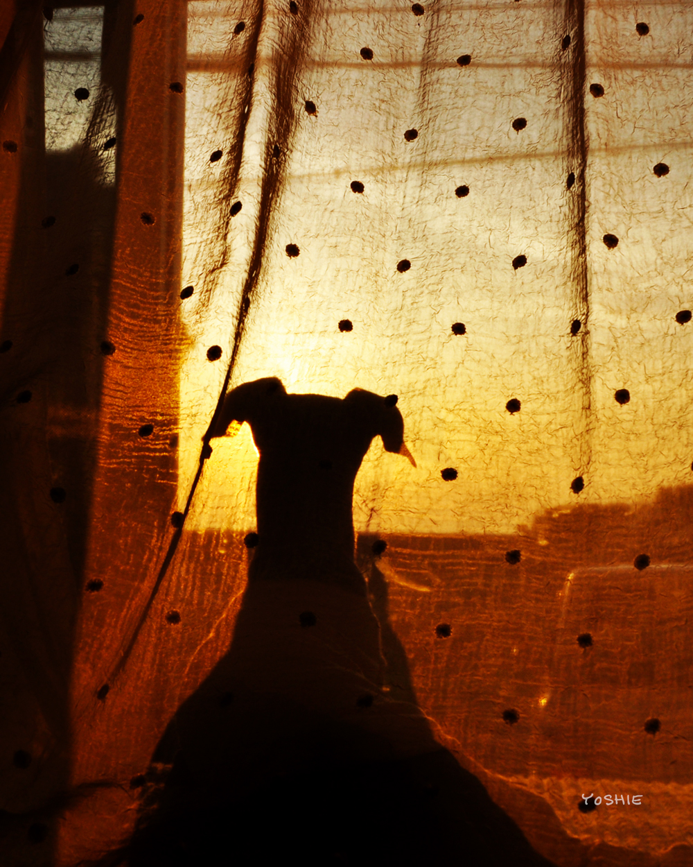 愛犬の見つめる先に、感動的な世界が広がる。