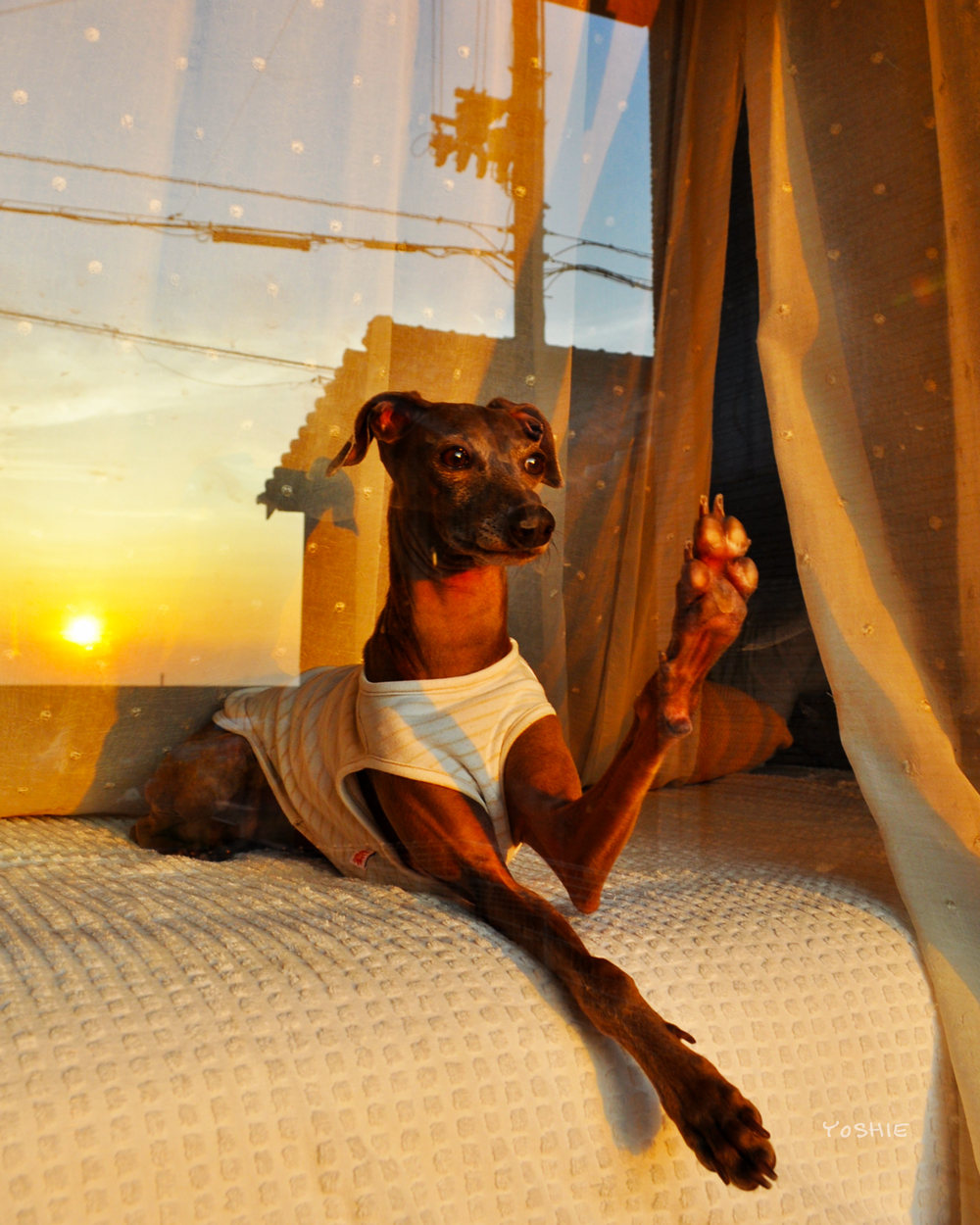 愛犬の見つめる先に、感動的な世界が広がる。