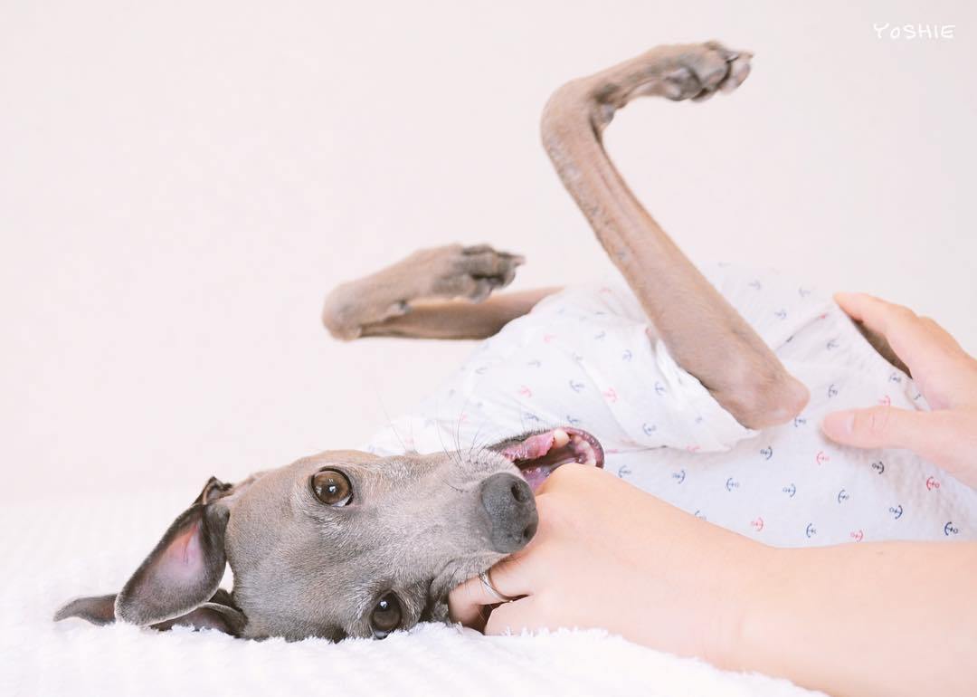 歯磨いてますか？イタグレBuono!の歯磨き事情「犬も虫歯になるのか？」