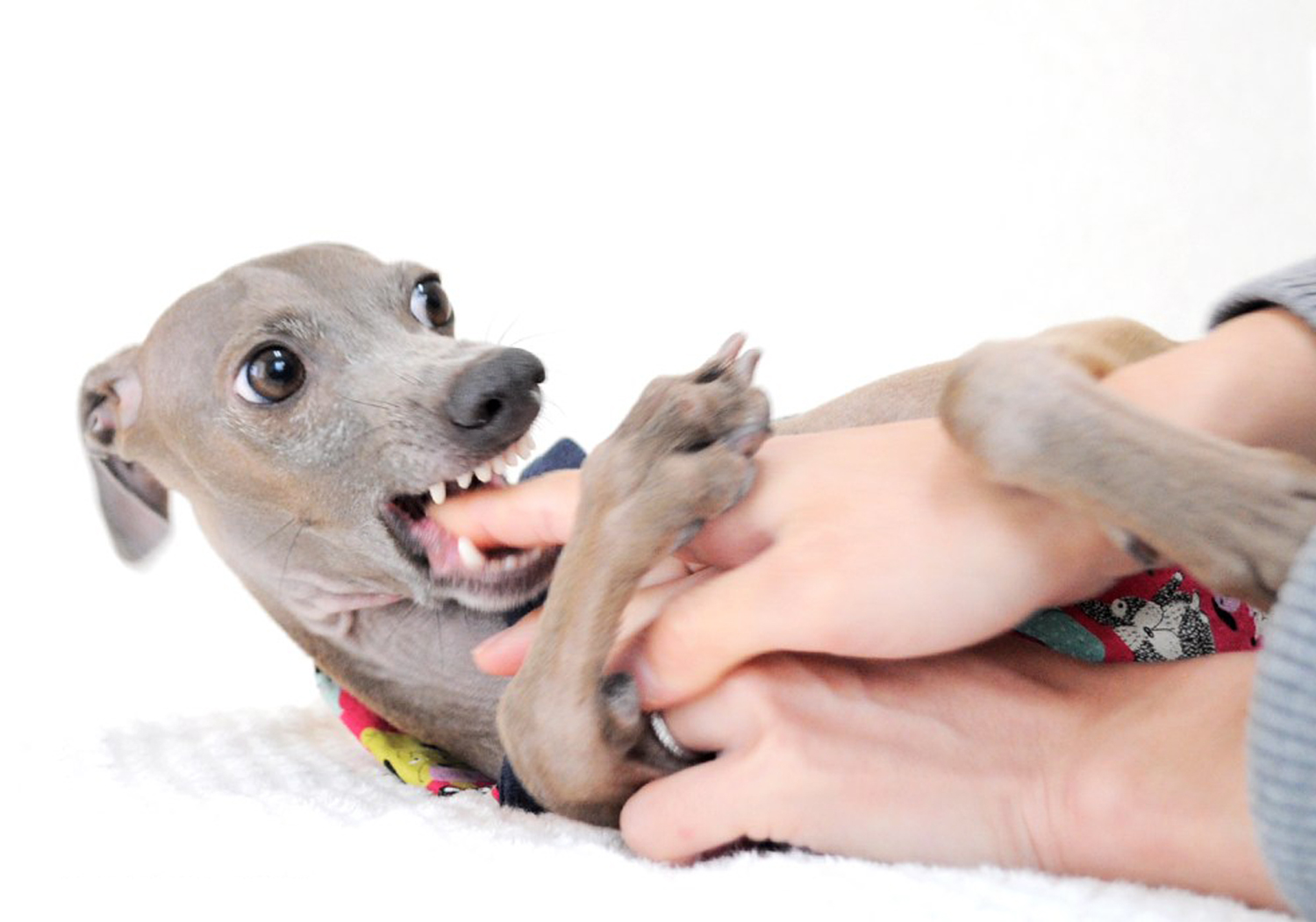 愛犬のご飯で悩んでることありますか?⑥ドライフードに頼っているので適量がわからず