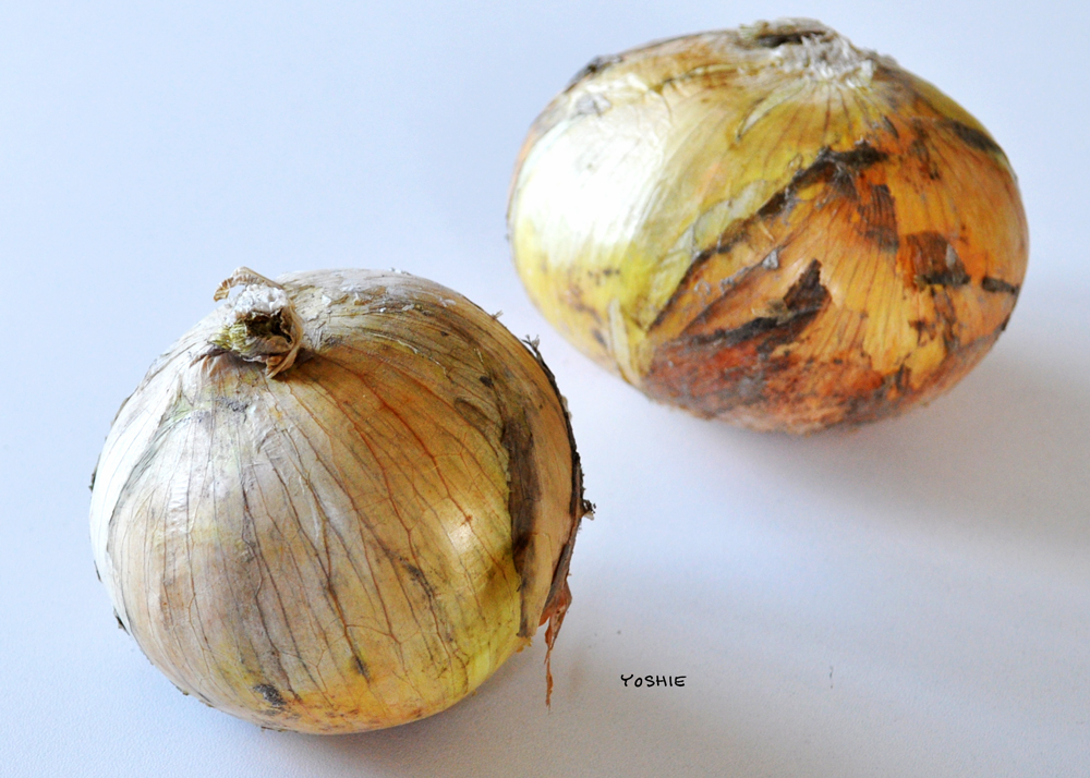 淡路島はやっぱり！玉ねぎ島！！