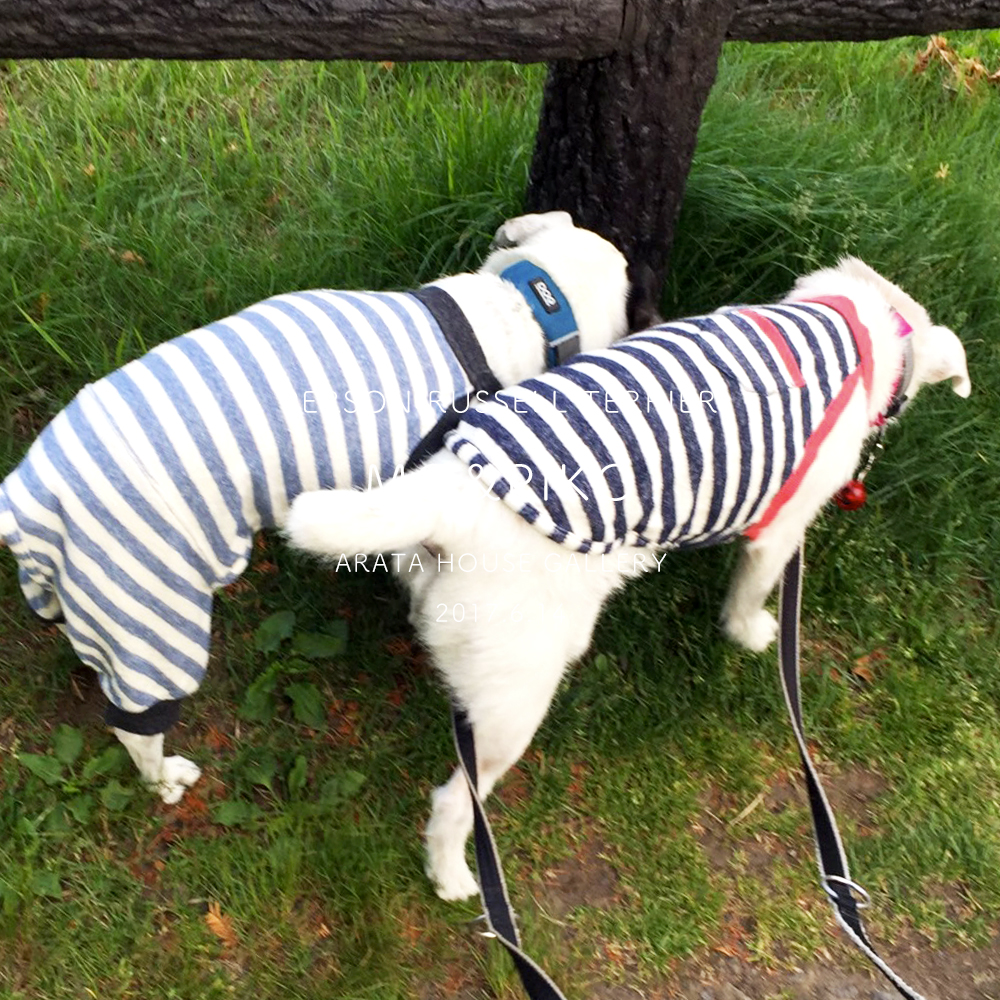 見事なシンクロ写真を楽しませてもらいました♪「パーソンラッセルテリア/モー&ピコ」