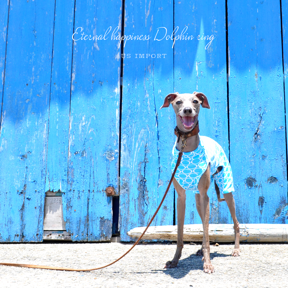 やっぱり海が好きだ!さぁ、海に行こう!「新作犬服|Eternal happiness Dolphin ring」