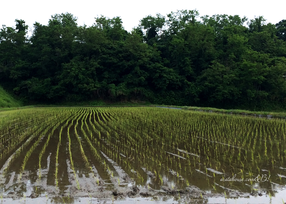 田植えが始まった！