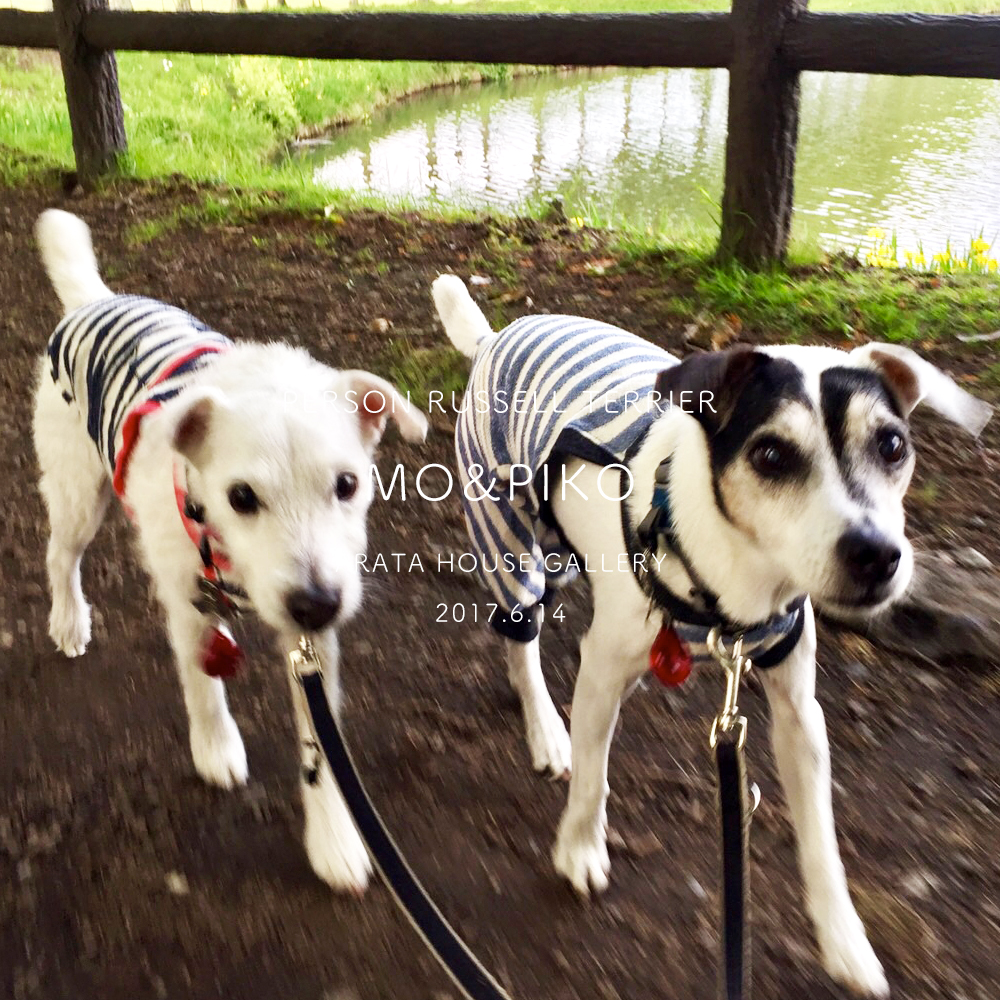 見事なシンクロ写真を楽しませてもらいました♪「パーソンラッセルテリア/モー&ピコ」