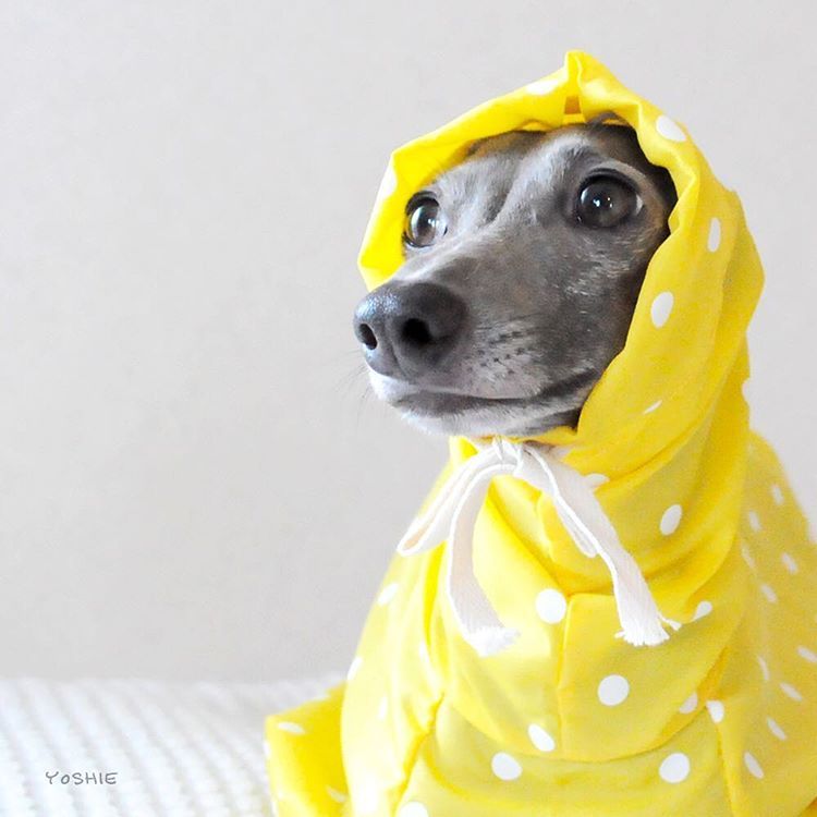 雨の日と、Buono!とブンブン。