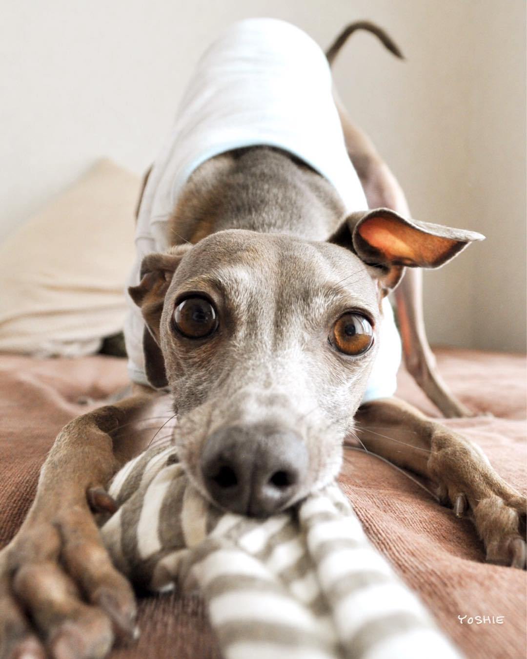 雨の日と、Buono!とブンブン。