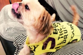 「一からの犬服作り4」手元に生地がない！！そんな時はＴシャツをリメイクしよう！「リメイク時の注意点」