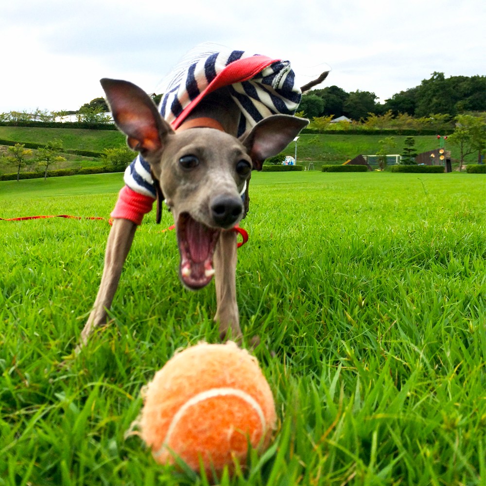 Buono!は「きゃぁーーー」だったけど、綺麗な花火が見れた日