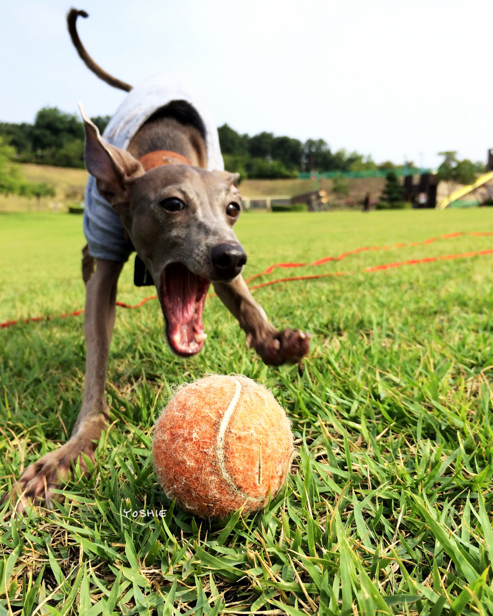 「淡路島の暮らし」一日の始まり、一日の終わり。
