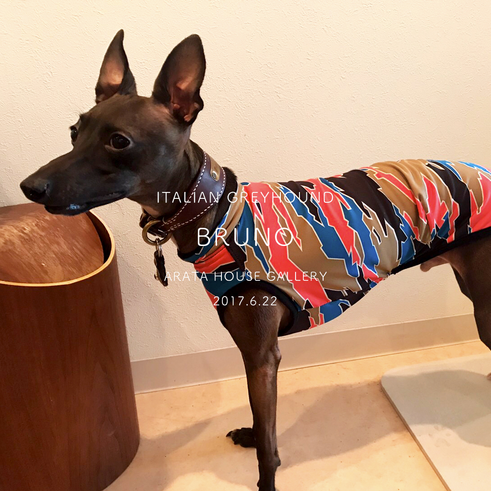 ボクハとっても綺麗好きなんですよっ「イタグレ/BRUNO☆」