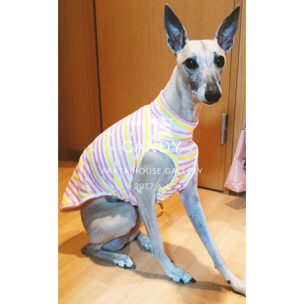 ポージングがとても気になる♪「ウィペット/キャンディ♡」