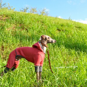 イタグレ服|ミニピン服|犬服|トレーナー|スポーツタイプ|選べる4タイプ×3カラー(ポピーレッド/栗色/ロイヤルブルー)