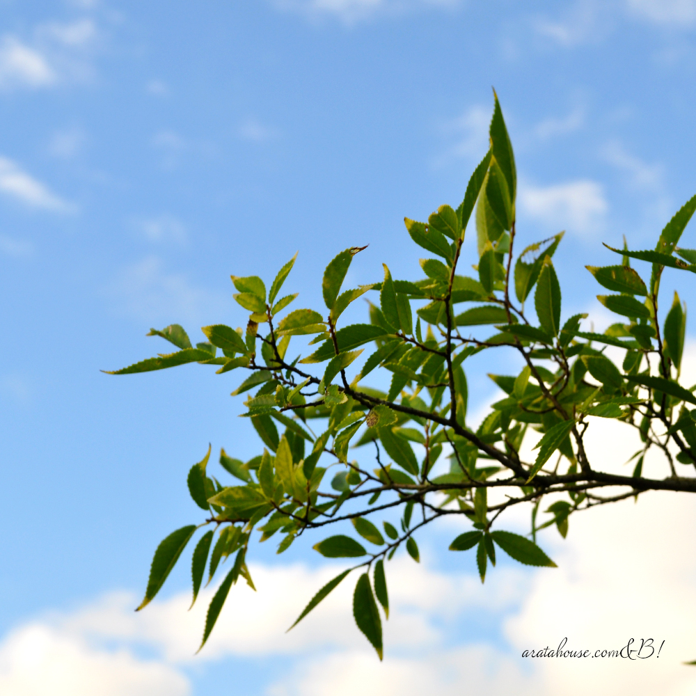 イタグレ服|ミニピン服|犬服|トレーナー|スポーツタイプ|選べる4タイプ×3カラー(ポピーレッド/栗色/ロイヤルブルー)