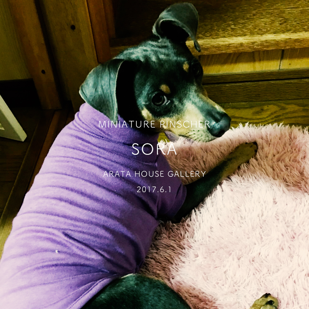 雨の日。晴れの日。「ミニピン/そら☆」