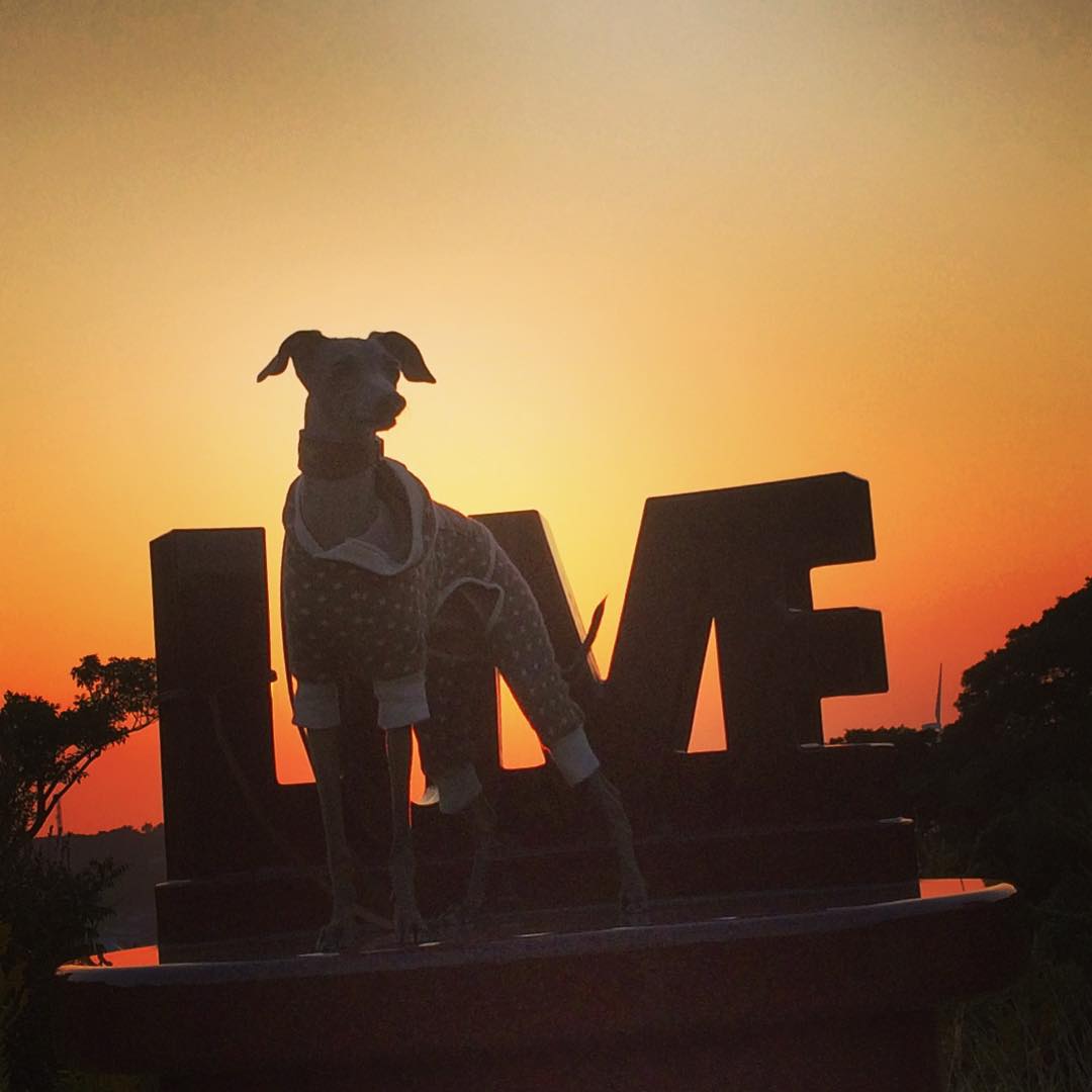 「ARATA HOUSEな休日 2017.秋 in 淡路島｜開催日決定/お申込み方法」愛犬のお洋服の悩み、選び方＆失敗しない採寸方法を実演・・・秋のそよ風を感じながら。