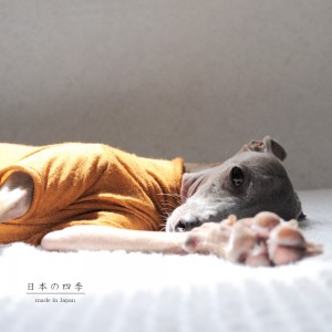 犬服|日本の四季|日本製ウール100%天竺ニット|選べる3タイプ×3カラー(菫色(すみれいろ)/琥珀色(こはくいろ)/茜色(あかねいろ))
