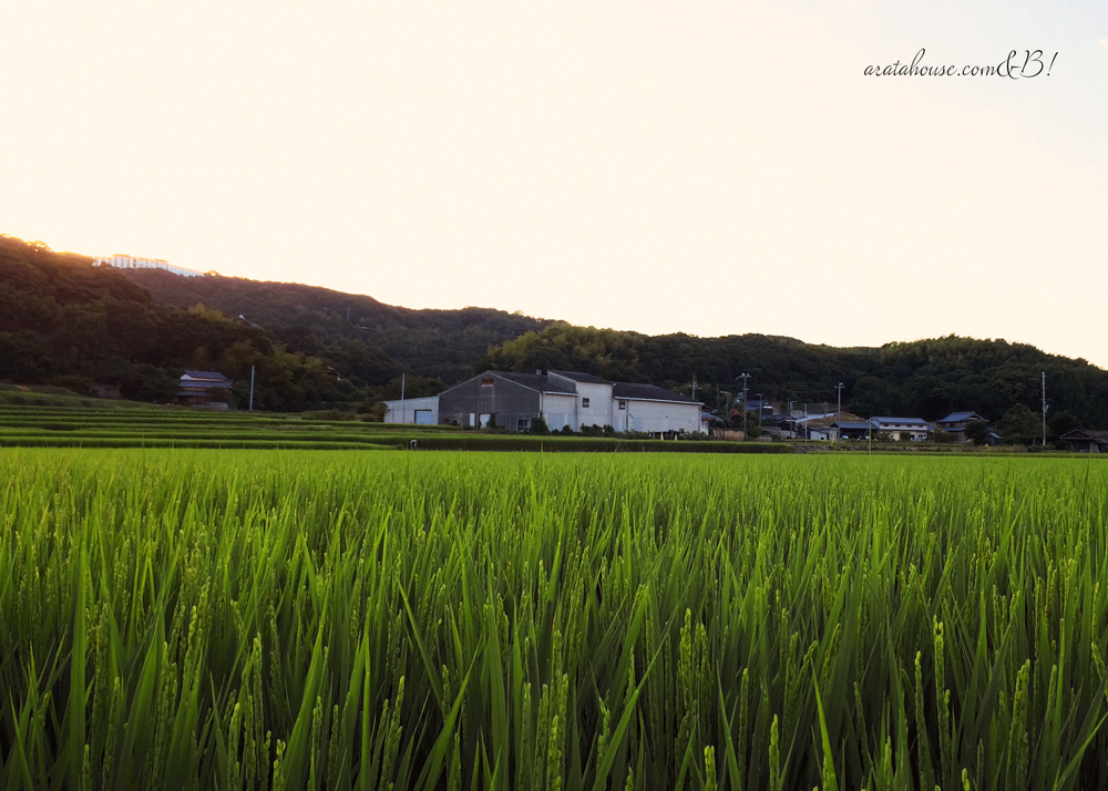「淡路島の暮らし」少し秋を感じる朝。