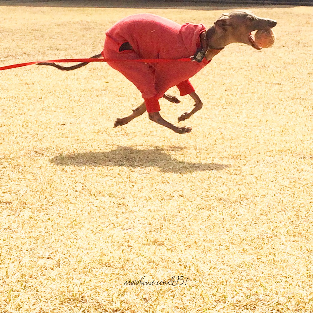 「嬉しい気持ち。」捨てられない。。パピさんか、本当に小柄なイタグレさんいませんか？