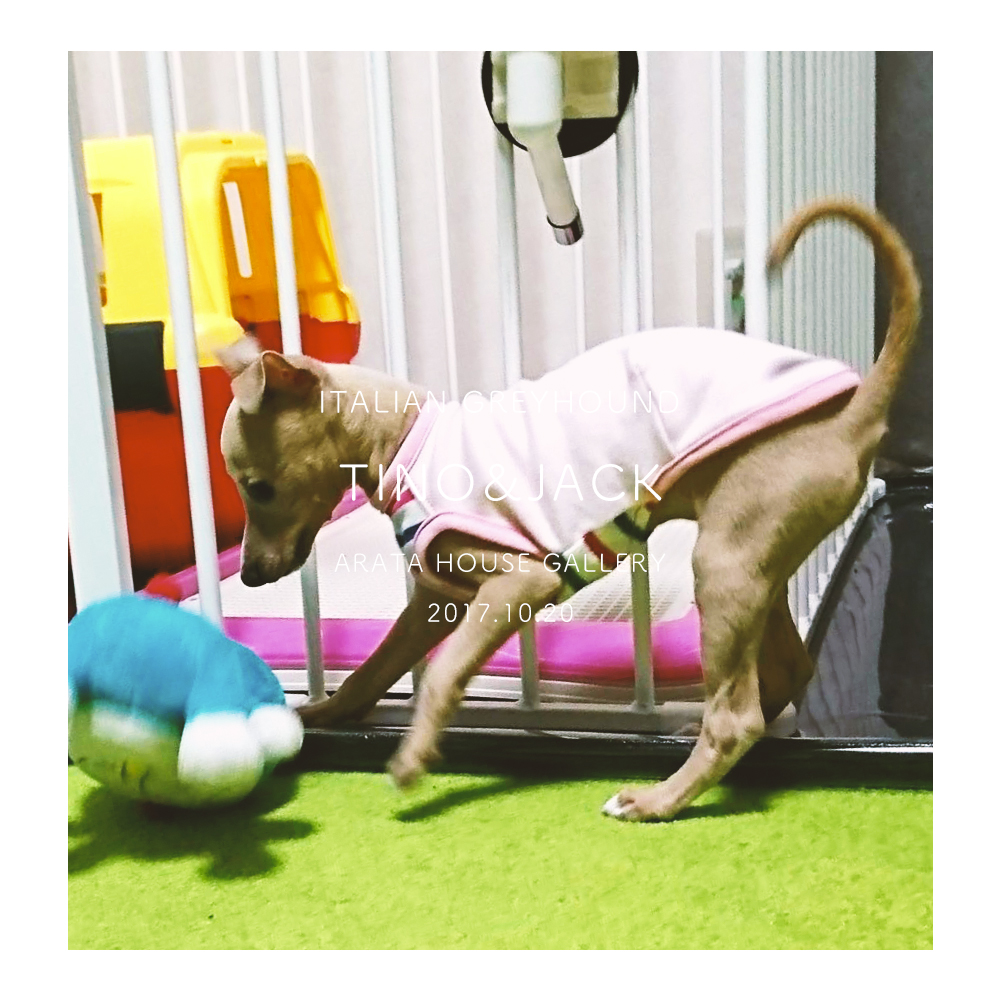 おてんば娘に困る兄(笑)「イタグレ/ジャック☆&ティノ♡」