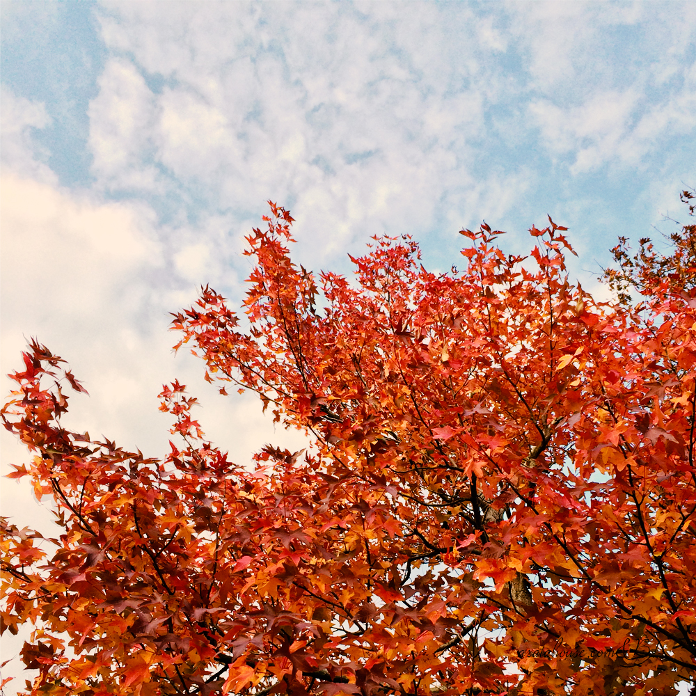 犬服のサイズ選びはとても簡単！！○○さえ気にしなければ・・・。