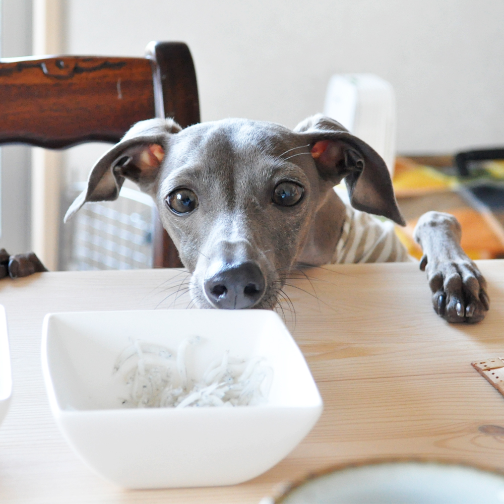 「ごはん/フード」と「爪切り3点セット」のことをまとめました。|我家はコレを使ってます。イタグレBuono!の愛用品