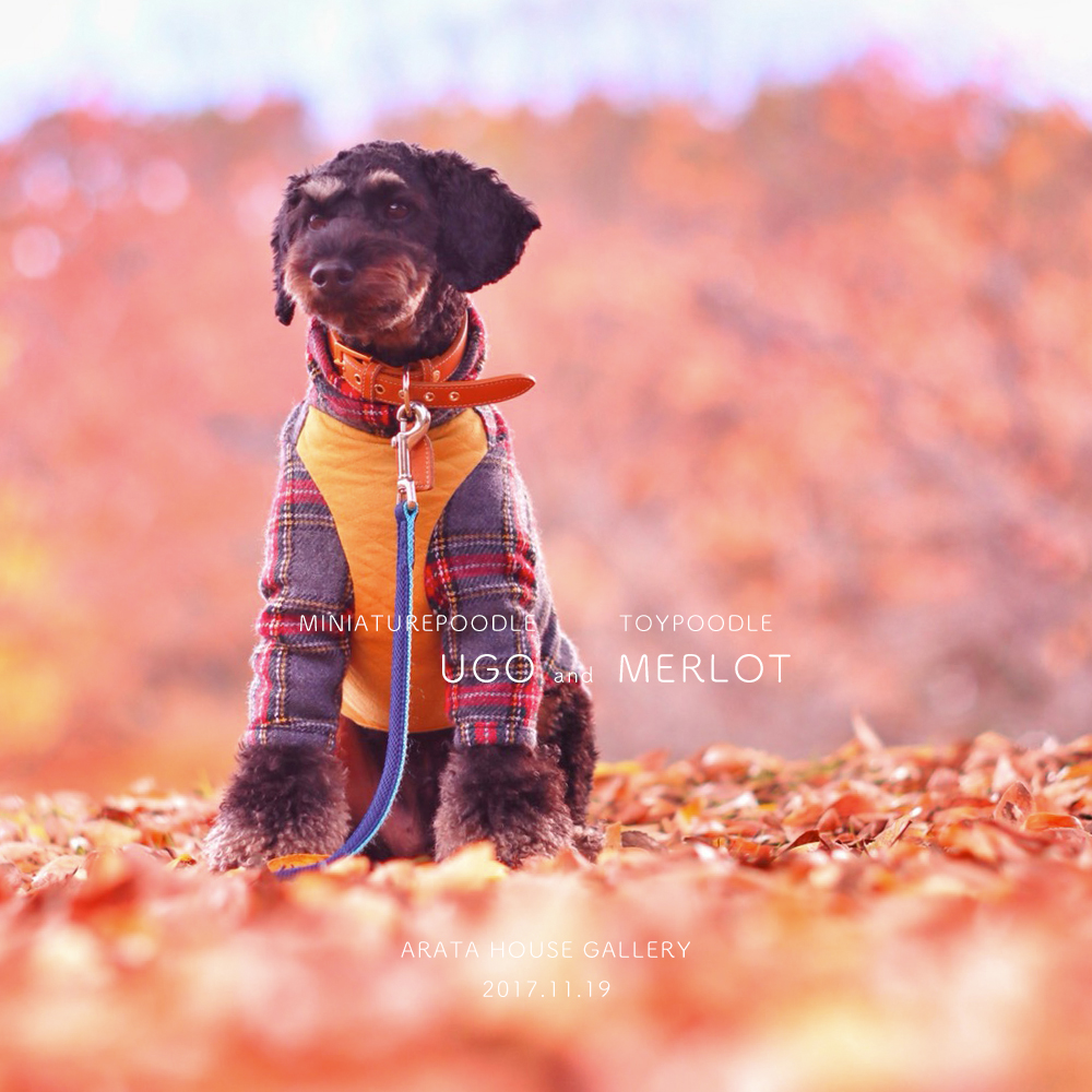 秋を感じ、秋を楽しむ。「トイプードル メルロ&ミニチュアプードル ウーゴ」