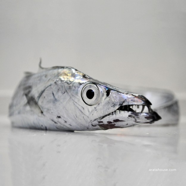 淡路島の漁師（隣の爺さん）が釣った新鮮な太刀魚。刺身、酢漬け、炙り、寿司を熱燗とともに。